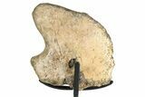 Dinosaur (Thescelosaurus) Coracoid Bone w/ Stand - Montana #244644-1